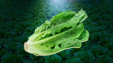 Morocco tops the list of lettuce suppliers to the British market from outside the European Union Detafour