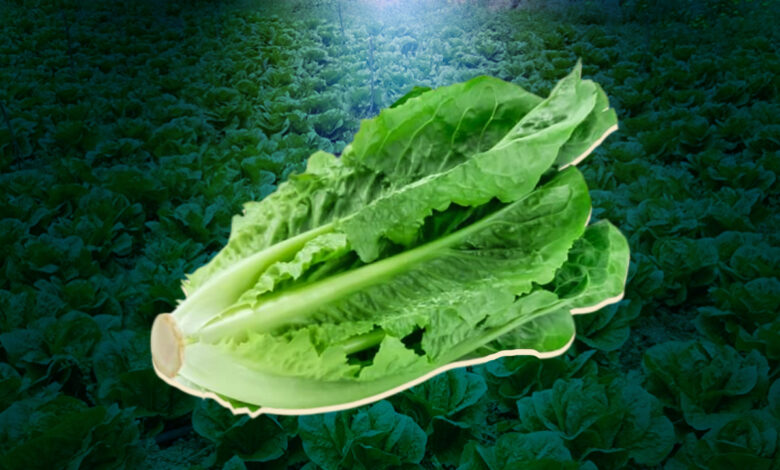 Morocco tops the list of lettuce suppliers to the British market from outside the European Union Detafour