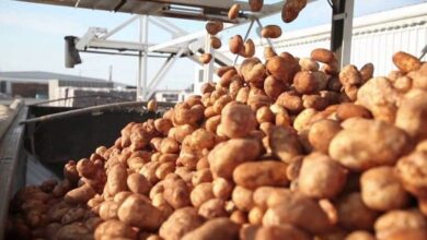 us potatoes exports 1200 600x372 1 Detafour