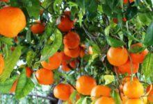 oranges arbre production 3 660x330 1 Detafour