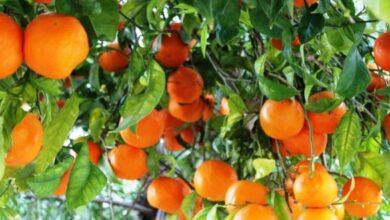 oranges arbre production 3 660x330 1 Detafour