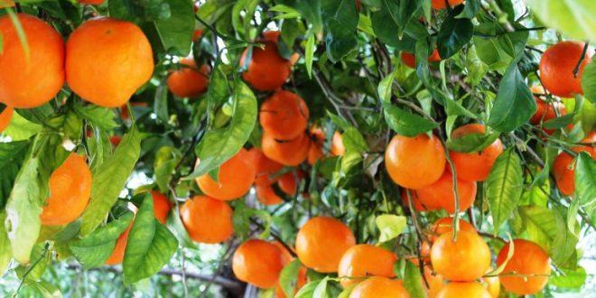 oranges arbre production 3 660x330 1 Detafour