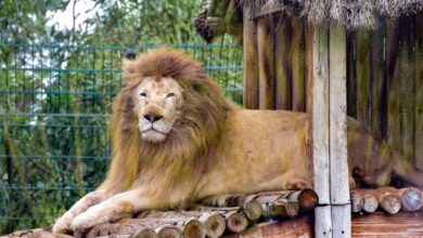 zoo jardin zoologique de rabat 7501 1640773860 Detafour