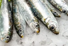 sardine 141767332 web Detafour