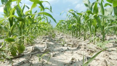 Corn in Missouri with Fertilizer Detafour