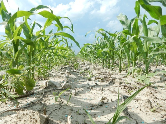 Corn in Missouri with Fertilizer Detafour