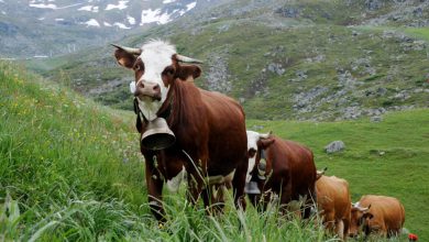 vaches cloches Detafour