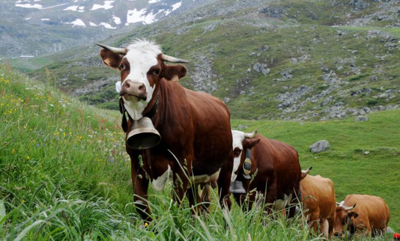 vaches cloches Detafour