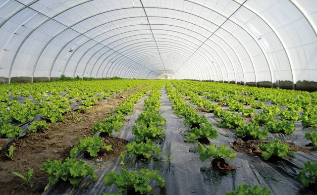 أسما أغرو إنفست..رافعة استراتيجية لتطوير الزراعة المستدامة في المغرب 1 Agriculture Plan Maroc Vert 2013 09 04 Detafour