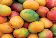 Mangos highres Detafour
