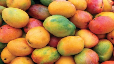 Mangos highres Detafour