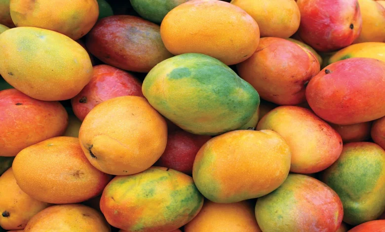 ارتفاع واردات المانجو في المغرب إلى 15,600 طن عام 2024 1 Mangos highres Detafour