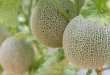 Morocco outperforms major countries in melon export value despite declining quantities Detafour