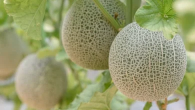 Morocco outperforms major countries in melon export value despite declining quantities Detafour