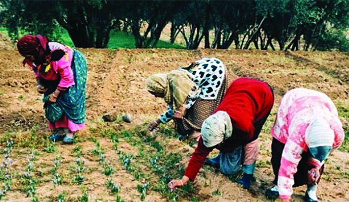 برنامج وطني لتمكين النساء القرويات ودعم ريادة الأعمال في المغرب 1 femme felah Detafour