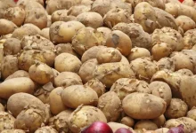 pomme de terre tomate et oignon 14239645 Detafour
