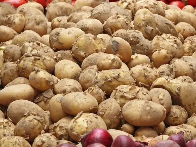 وزارة الفلاحة توقف الدعم الاستثنائي لزراعة البصل والطماطم والبطاطس 1 pomme de terre tomate et oignon 14239645 Detafour