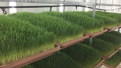 unites de production de lorge hydroponique lancees dans le Souss Detafour