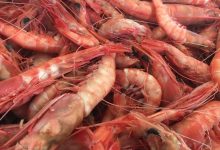 160519 norwegian deepwater prawns daily scandinavian Detafour