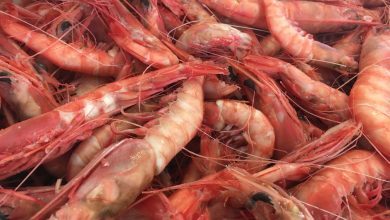 160519 norwegian deepwater prawns daily scandinavian Detafour