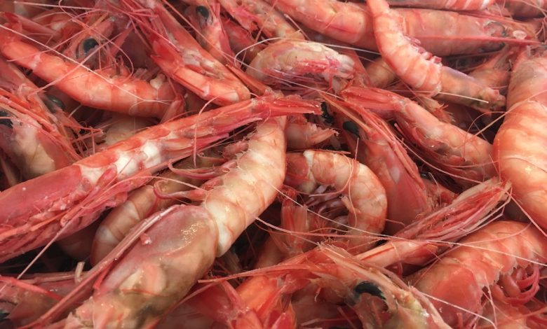 ارتفاع كبير في واردات المغرب من الجمبري النرويجي المخصص للتحويل الصناعي 1 160519 norwegian deepwater prawns daily scandinavian Detafour